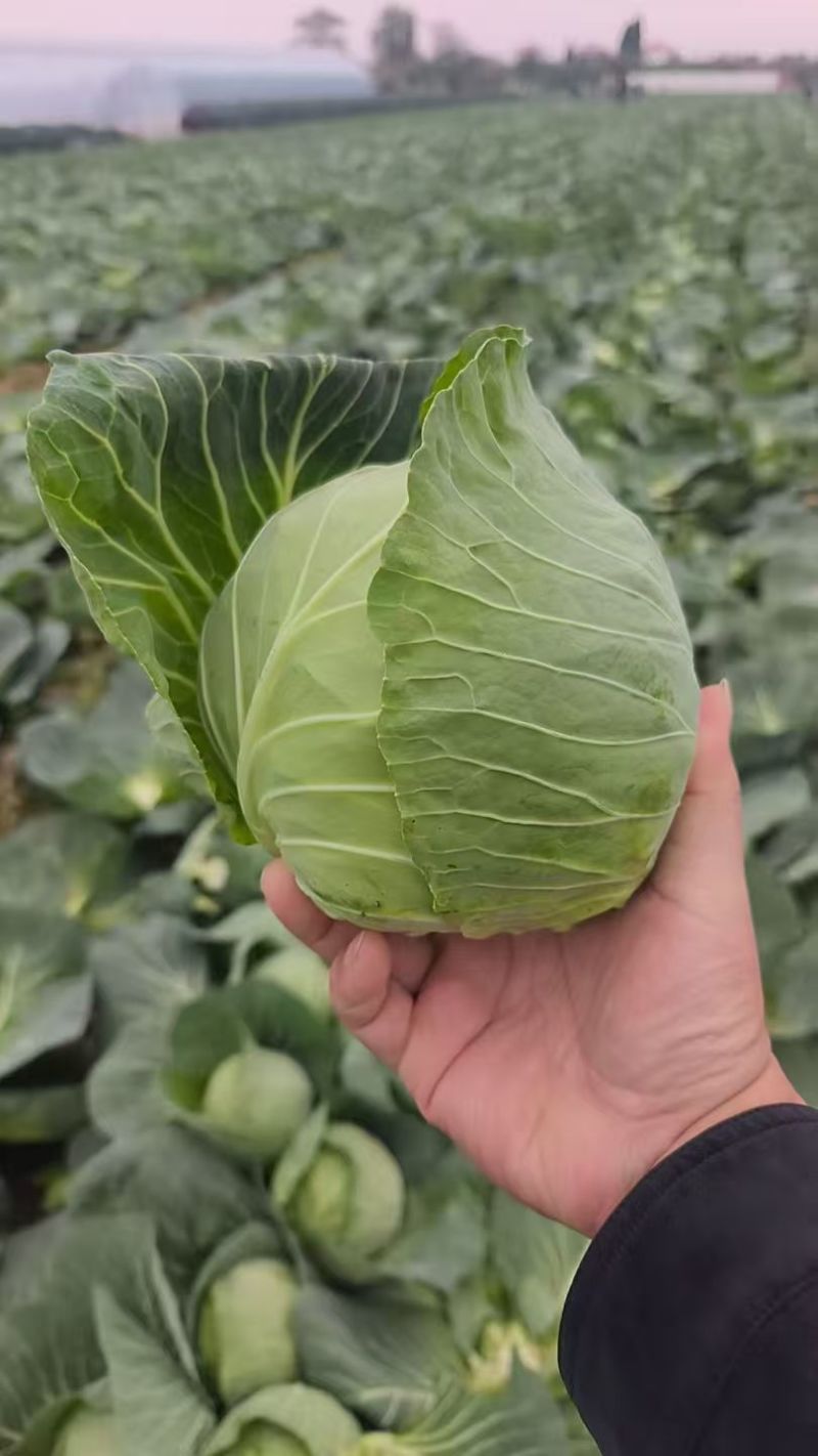 精品甘蓝，大量新鲜现货速发，产品保质保量，欢迎老板选购