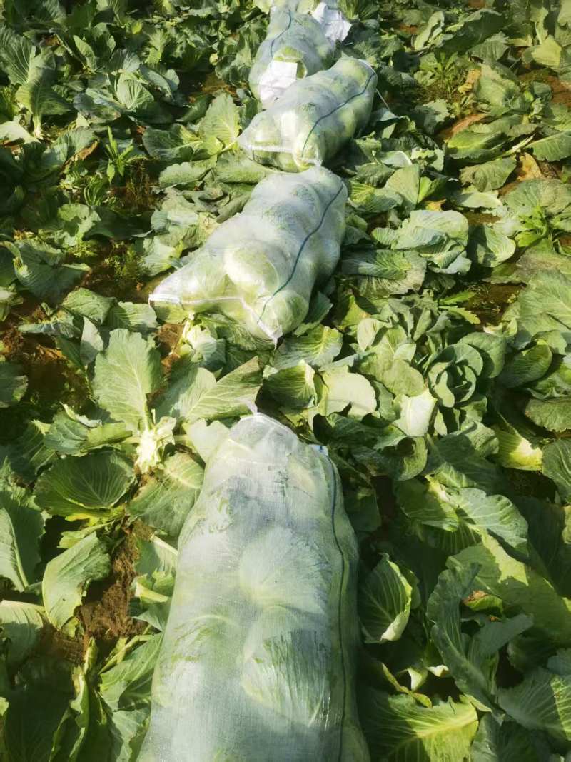 精品甘蓝，大量新鲜现货速发，产品保质保量，欢迎老板选购