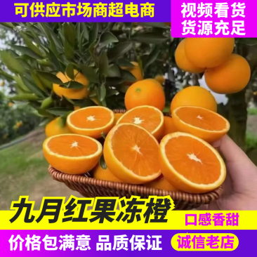 九月红果冻橙品质保证服务周到产地直发价格美丽