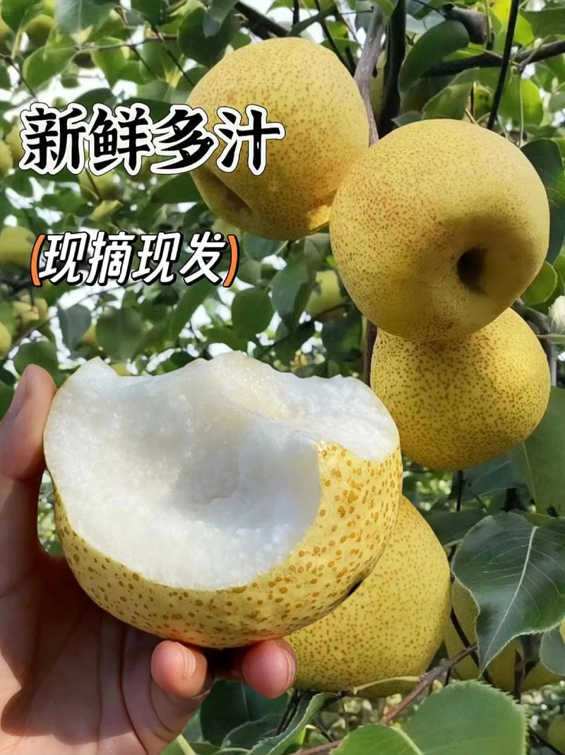 安徽优质砀山梨产地直供保质保量量大从优欢迎看货