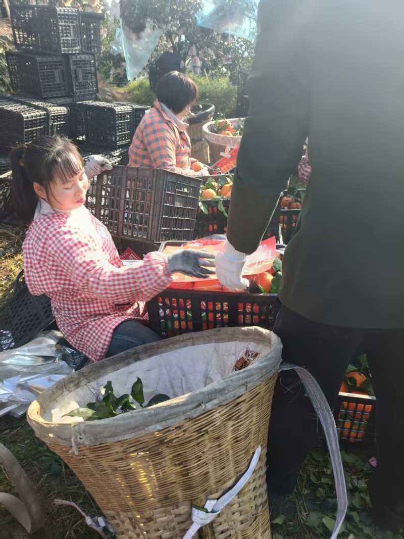 四川爱媛38号橙子产地一手货源，品质好糖度高，价格可谈