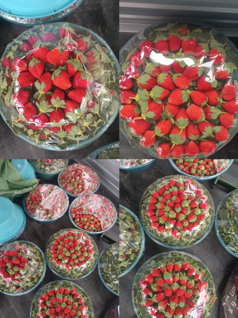 【热卖中】云南黔莓新鲜草莓一手货源稳定供应市场批发电商
