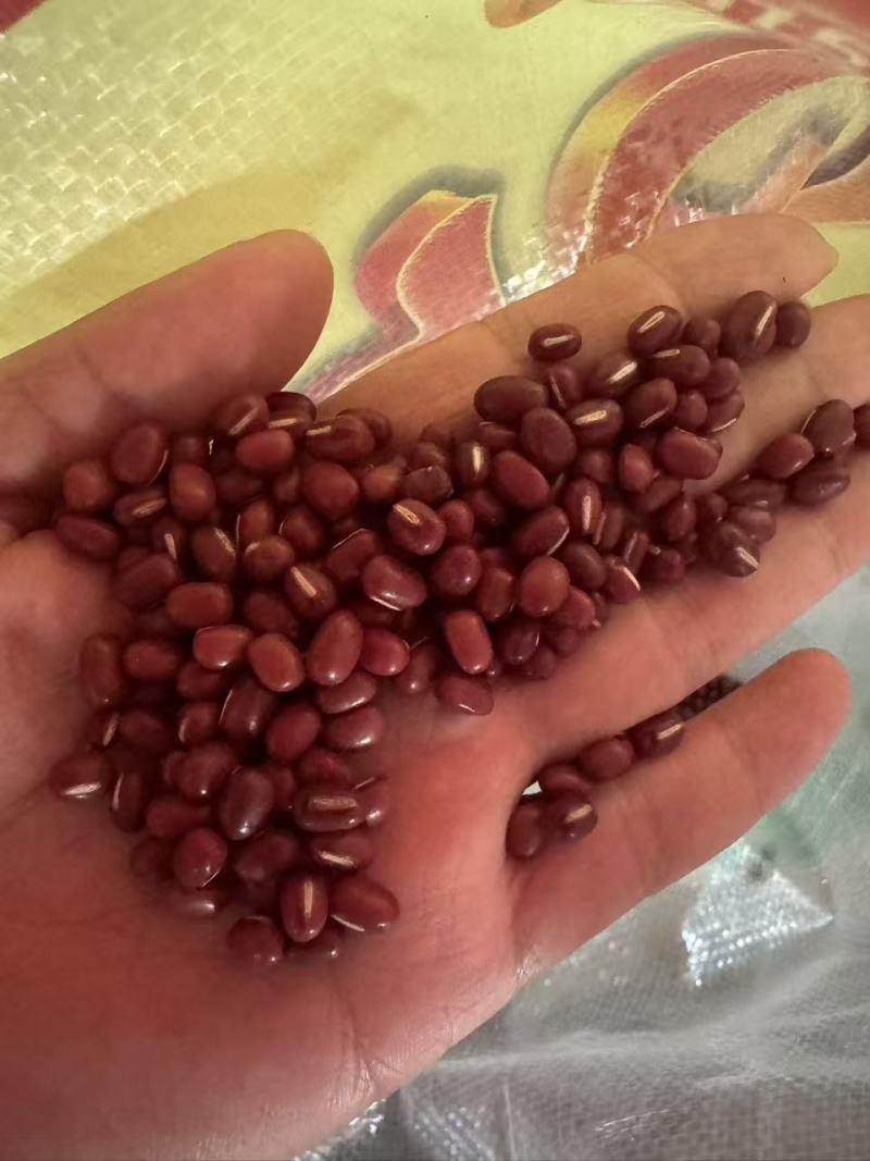 红小豆红豆量大从优颗粒饱满沙糯全国发货