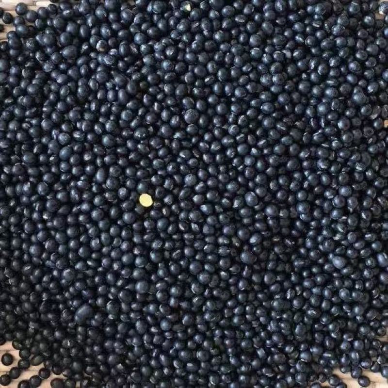 东北黄芯黑豆农产自产黑豆