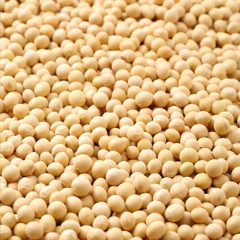 大豆黄豆芽豆黄豆