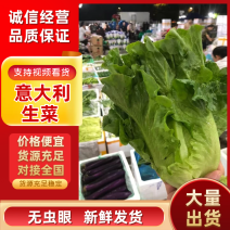 精品优质内黄县意大利生菜规模大形状好可对接电商市场