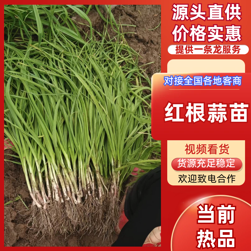 优质红根蒜苗，品质保证，价格优惠，产地直发，内黄基地