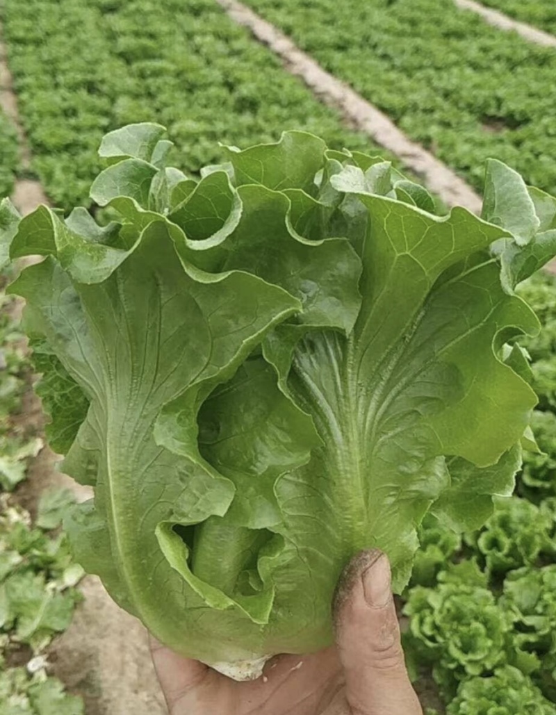 江苏淮安意大利生菜货源充足品质保证供全国商超
