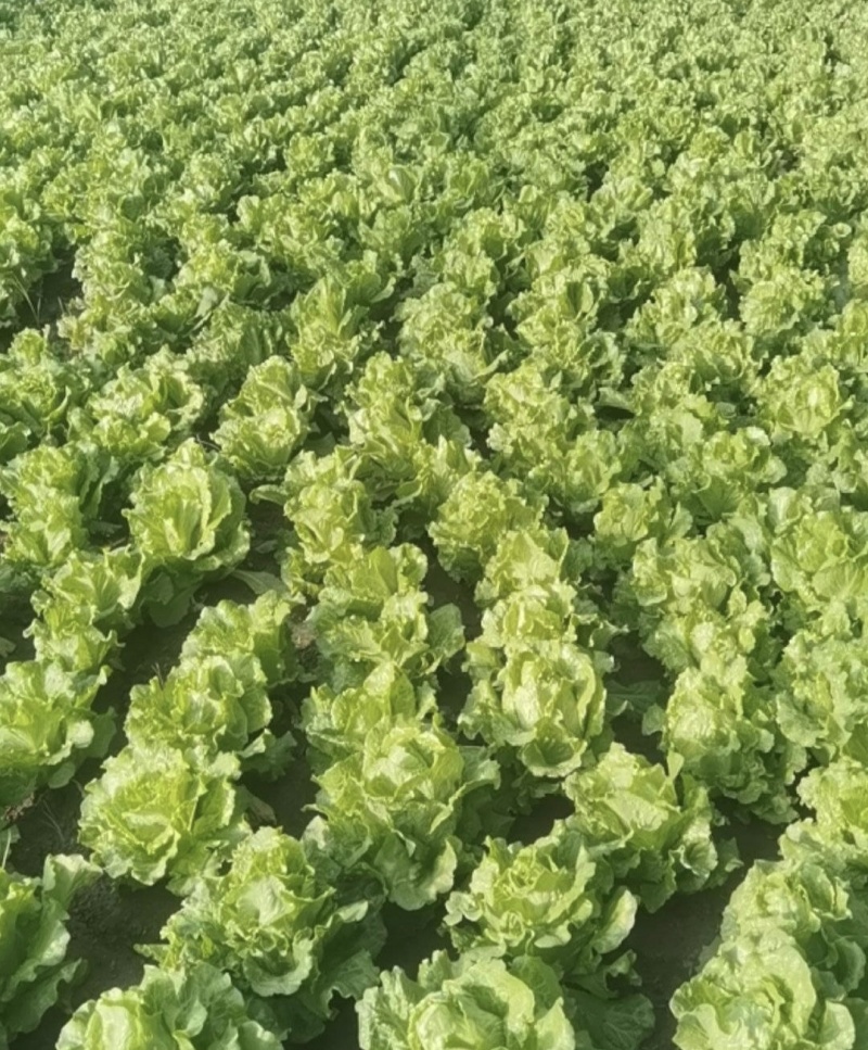江苏淮安意大利生菜货源充足品质保证供全国商超