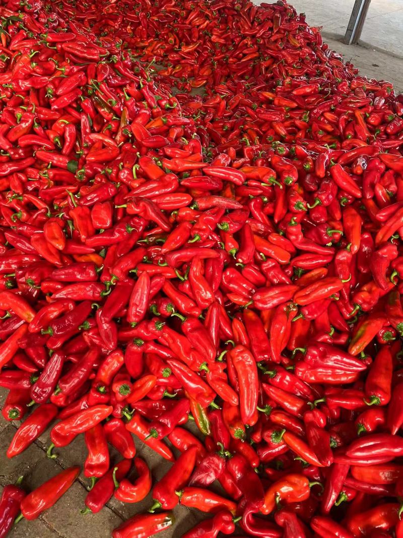 江苏精品红辣椒红泡椒红椒产地一手货源量大从优