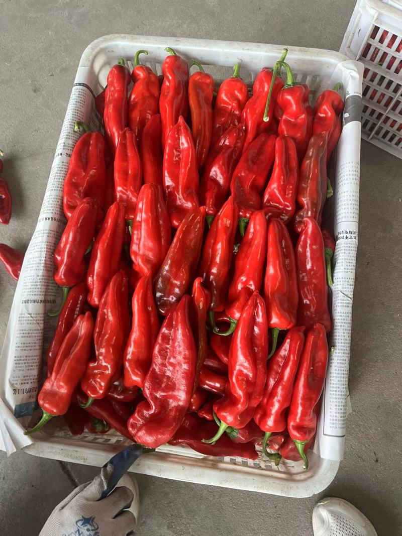 江苏精品红辣椒红泡椒红椒产地一手货源量大从优