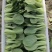 江苏精品上海青小青菜小油菜货源充足实力代发全国电商