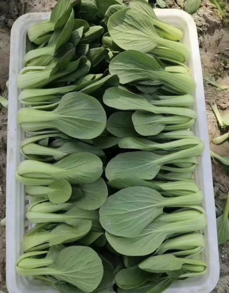 江苏精品上海青小青菜小油菜货源充足实力代发全国电商