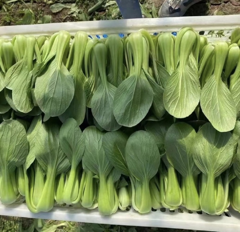 江苏精品上海青小青菜小油菜货源充足实力代发全国电商