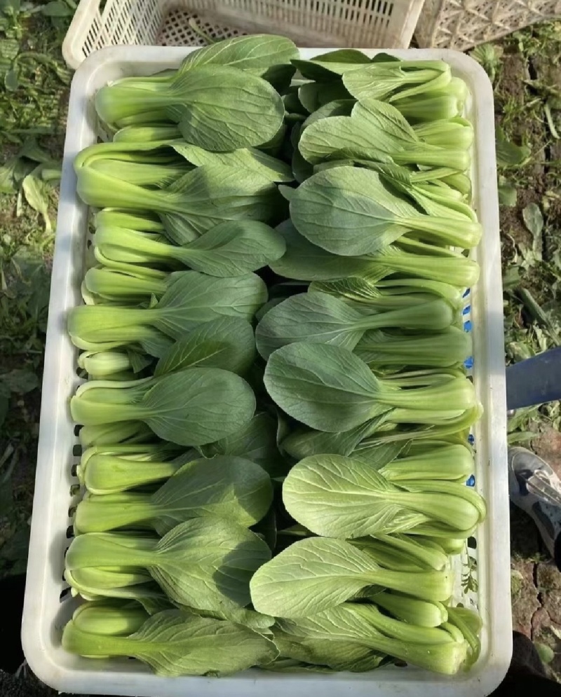 江苏精品上海青小青菜小油菜货源充足实力代发全国电商
