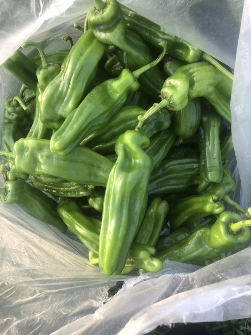 江苏淮安薄皮椒大量供应精选品质产地直量大价优全国发货