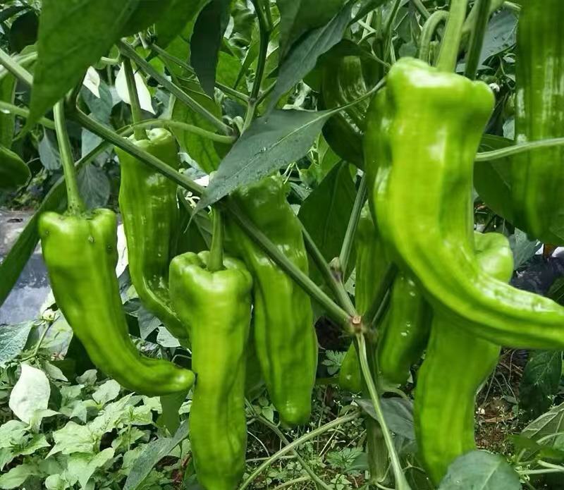 江苏淮安薄皮椒大量供应精选品质产地直量大价优全国发货