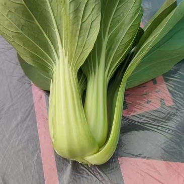 【热度高】江苏小油菜上海青不烧心烧边大小颗都有可预冷耐