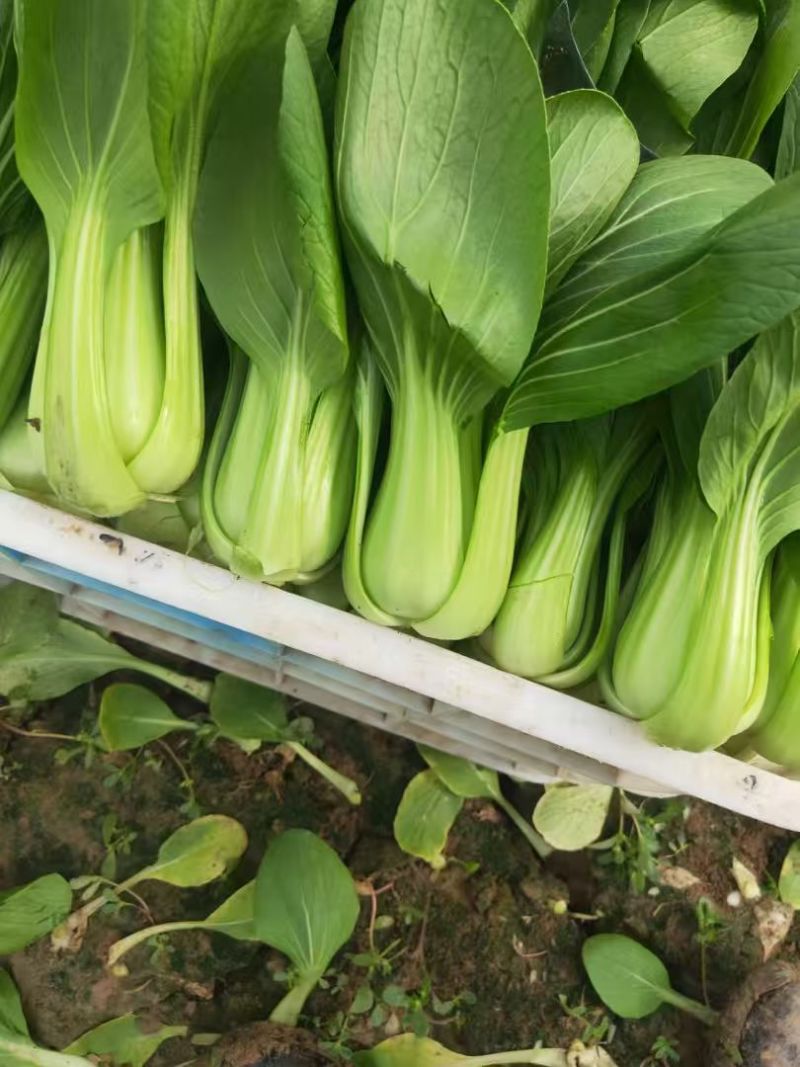 【热度高】江苏小油菜上海青不烧心烧边大小颗都有可预冷耐