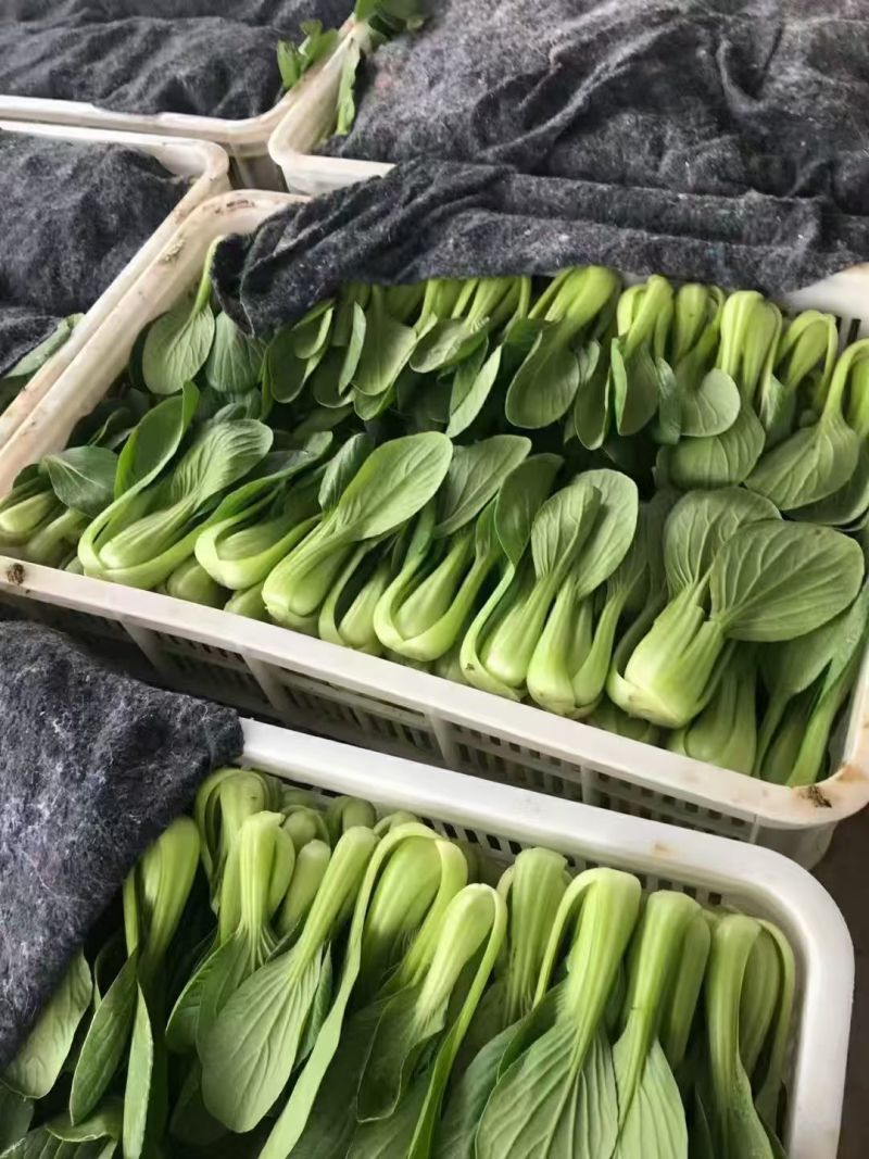 【热度高】江苏小油菜上海青不烧心烧边大小颗都有可预冷耐