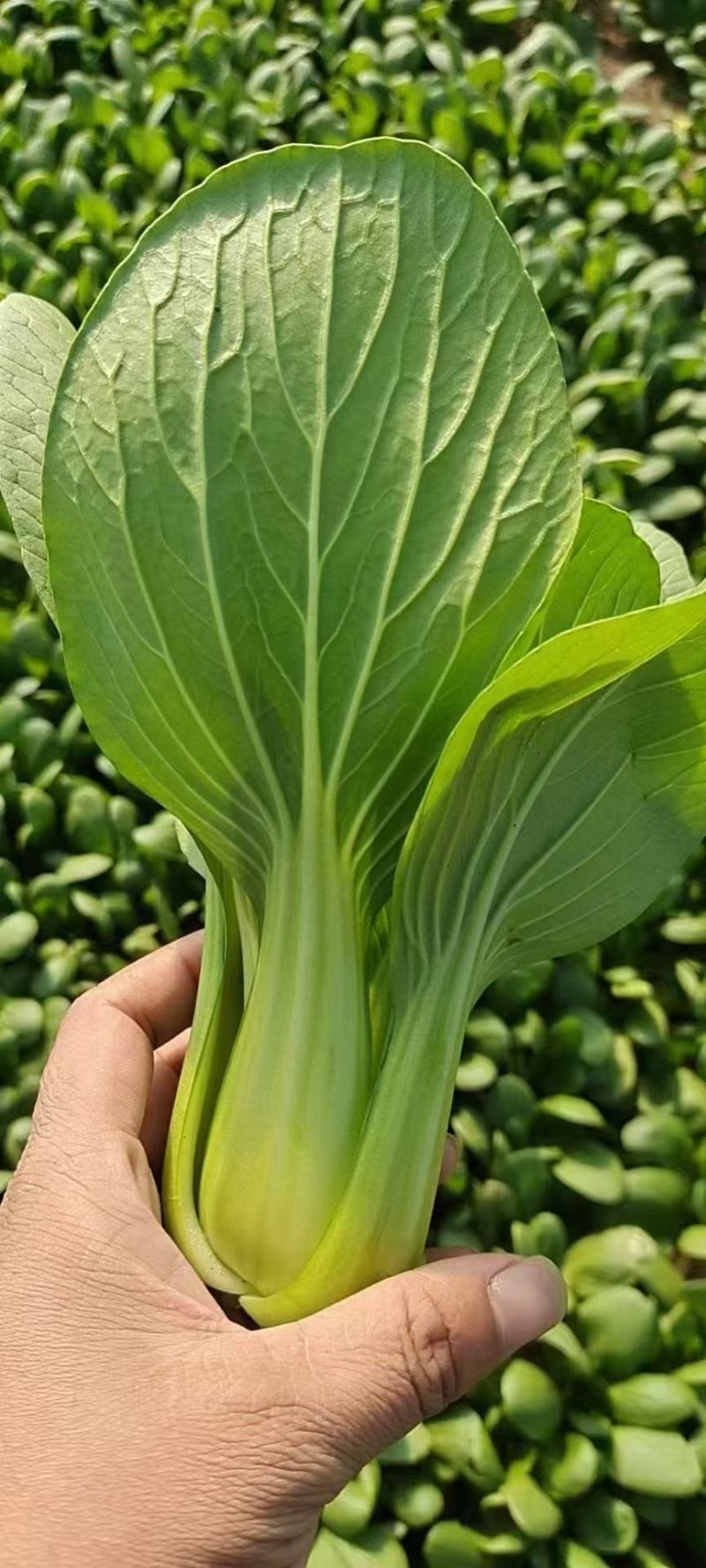 【热度高】江苏小油菜上海青不烧心烧边大小颗都有可预冷耐
