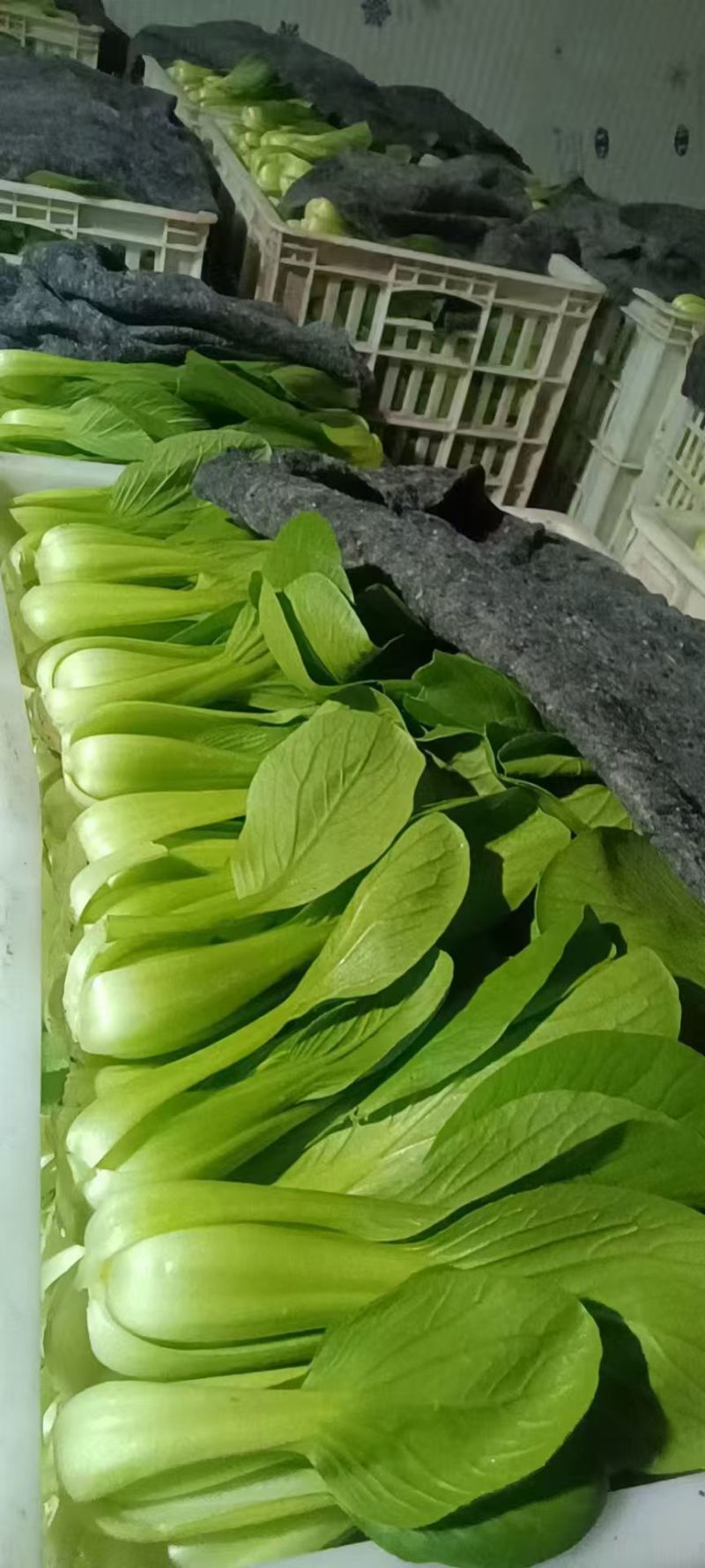 【热度高】江苏小油菜上海青不烧心烧边大小颗都有可预冷耐
