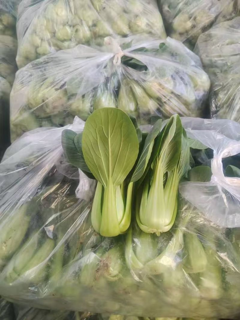 【热度高】江苏小油菜上海青不烧心烧边大小颗都有可预冷耐