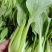 【热度高】江苏小油菜上海青不烧心烧边大小颗都有可预冷耐