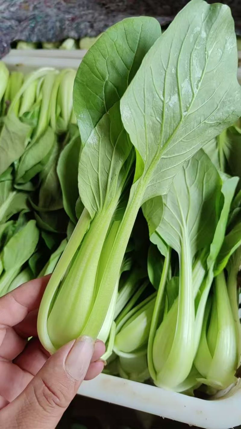 【热度高】江苏小油菜上海青不烧心烧边大小颗都有可预冷耐