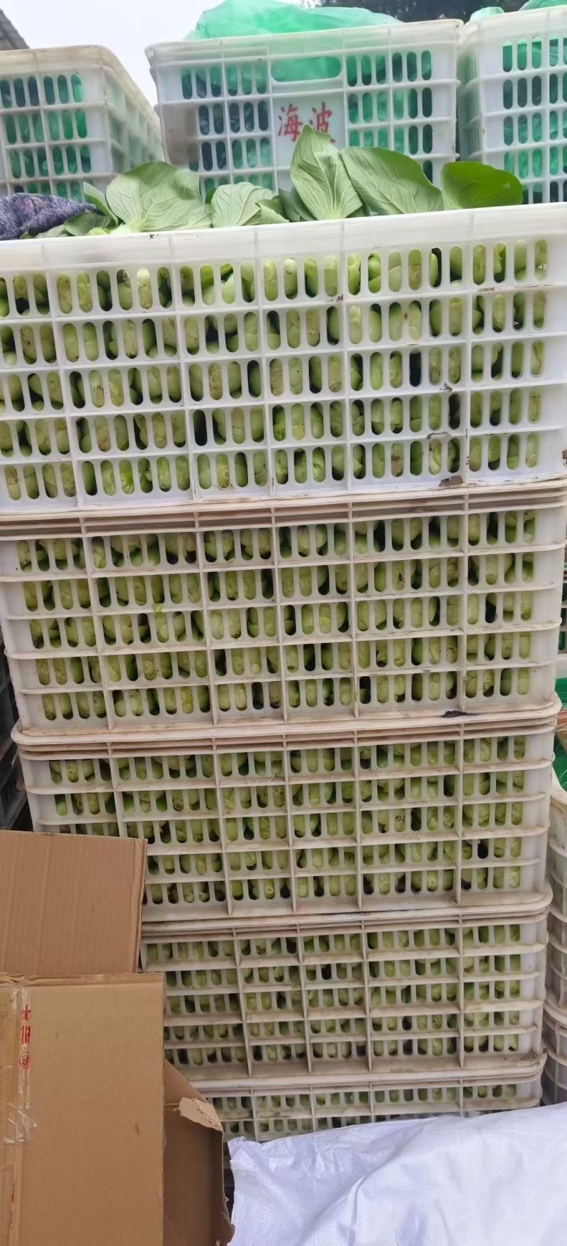 【热度高】江苏小油菜上海青不烧心烧边大小颗都有可预冷耐