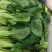 【热度高】江苏小油菜上海青不烧心烧边大小颗都有可预冷耐