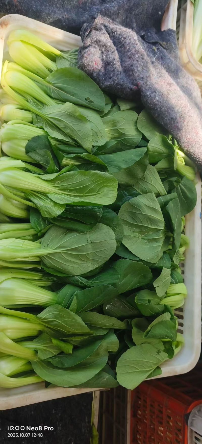 【热度高】江苏小油菜上海青不烧心烧边大小颗都有可预冷耐