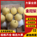 赵县皇冠梨，货源稳定，品质保证诚信经营欢迎来电