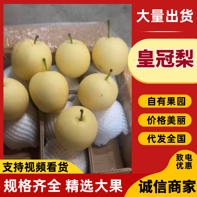 赵县皇冠梨，货源稳定，品质保证诚信经营欢迎来电