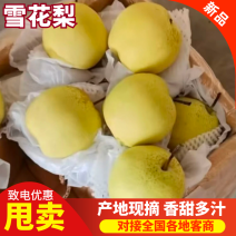 雪花梨大量供应品质保证专业代办欢迎老板来电