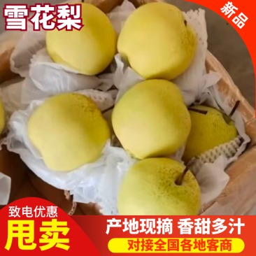 雪花梨大量供应品质保证专业代办欢迎老板来电