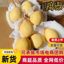 水晶鸭梨大量供应专业代办代发欢迎来电洽谈