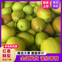红香酥梨大量供应诚信经营欢迎各位老板来电洽谈