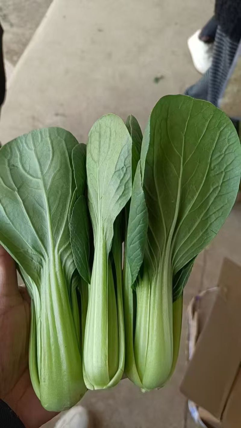 通州上海青小油菜一手货源一手价格现场看货视频看货满意再装