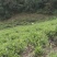 青茶/乌龙茶/漳平水仙茶饼/茶乡原产地自加工对接零售批发