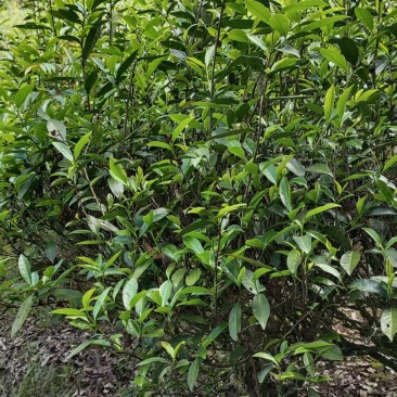 青茶/乌龙茶/漳平水仙茶饼/茶乡原产地自加工对接零售批发
