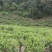 漳平水仙茶饼/茶乡原产地自加工对接零售批发