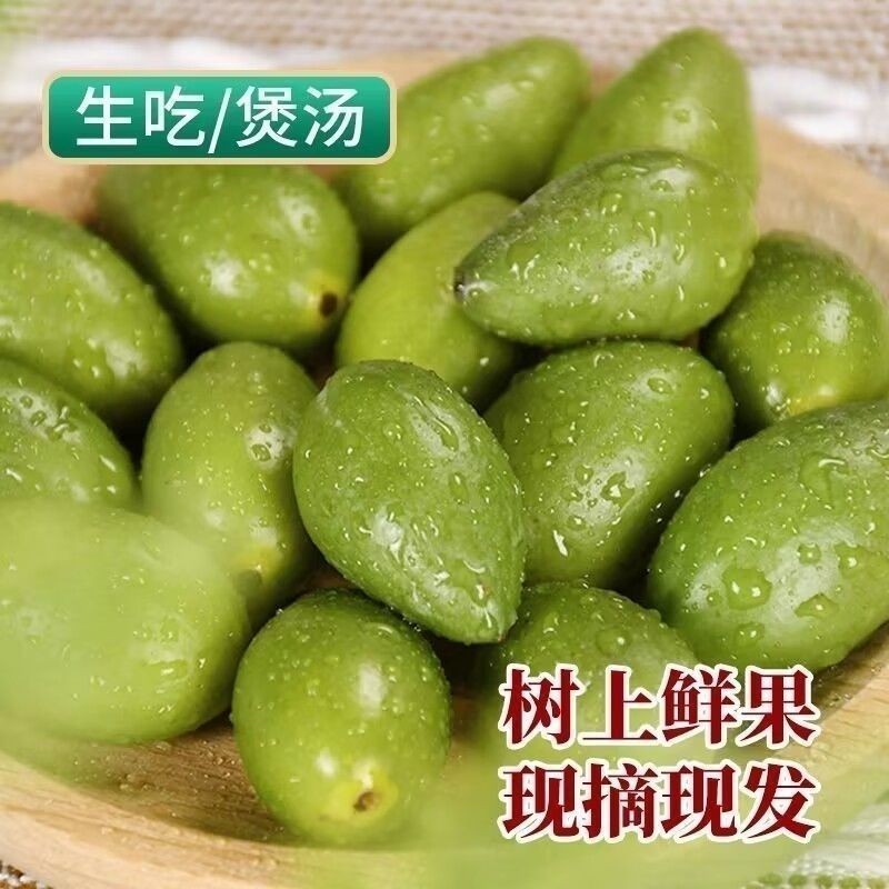 橄榄成熟正当季