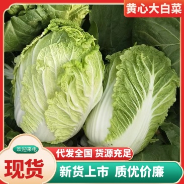 城固黄心白菜不烧心不烧边无病虫害无冻伤净菜毛菜上车接批发电商
