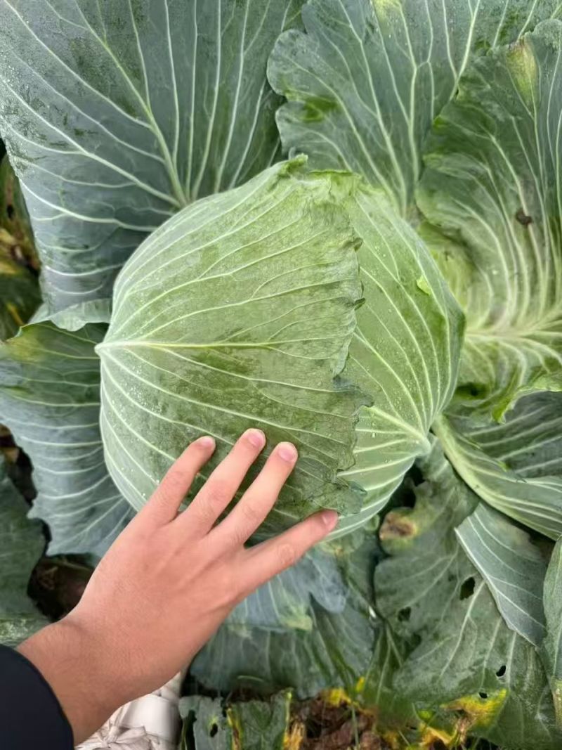 陕西莲花白甘蓝可以现场看货挑货满意再装可以散装也可透明袋框子