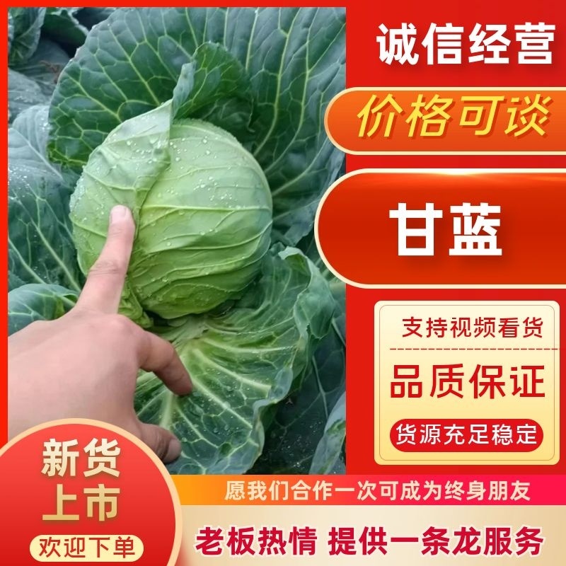 陕西莲花白甘蓝可以现场看货挑货满意再装可以散装也可透明袋框子