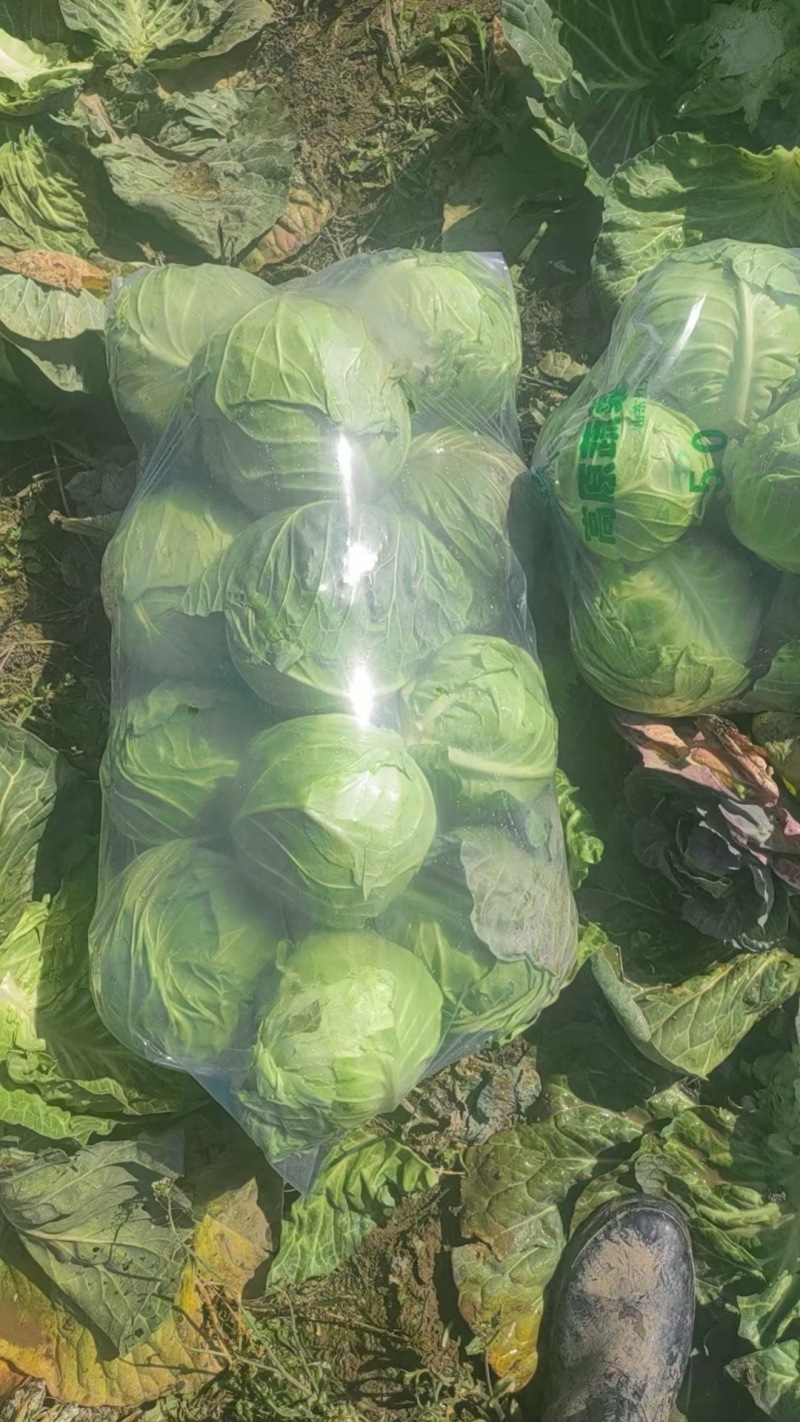 陕西莲花白甘蓝可以现场看货挑货满意再装可以散装也可透明袋框子