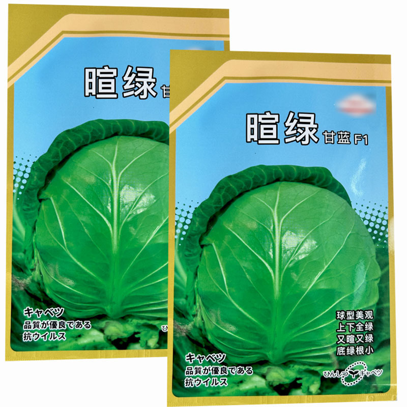暄绿甘蓝种子球型美上下全绿又暄又绿黄心蔬菜基地种植
