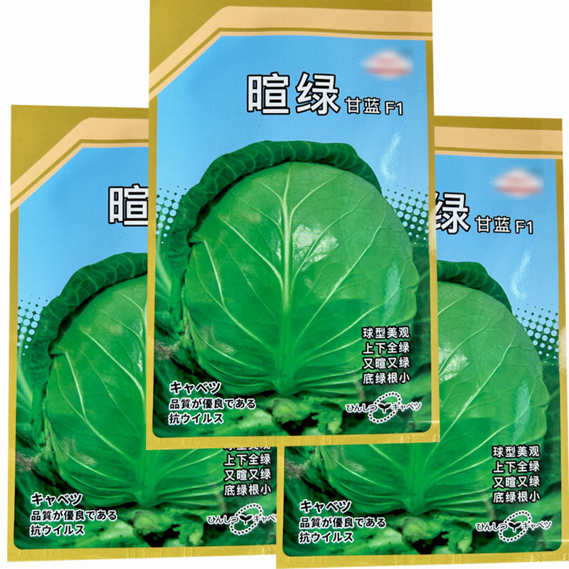 暄绿甘蓝种子球型美上下全绿又暄又绿黄心蔬菜基地种植