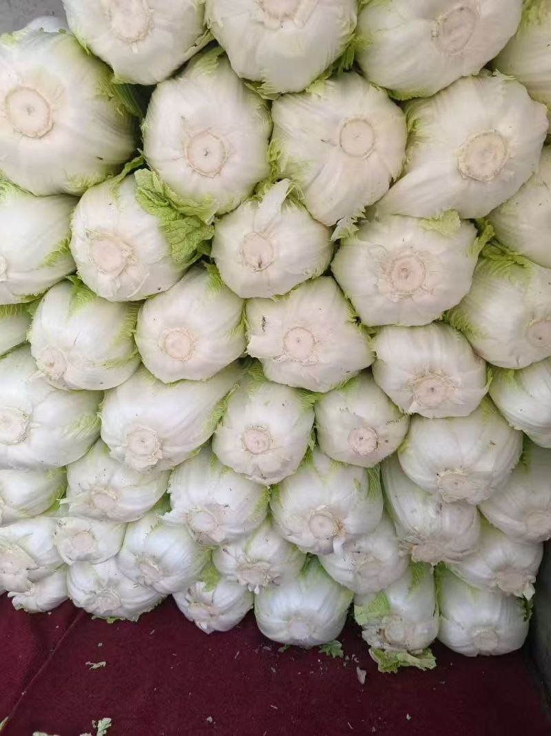 黄心白菜，优质白菜诚信经营，客户至上！欢迎客商前来采购！